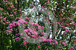 Pink Hawthorn tree in blossom - beautiful floral background, spring tree pink bloom