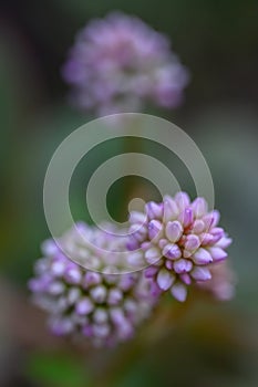 Pink-headed Persicaria capitata, budding pink flowers