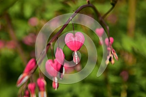 Pink Heart flowers