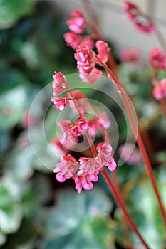 Pink Heartleaf Bergenia Flowers