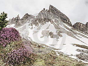 Pink heather bush against to sharp peak of Dolomites Alps