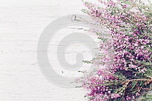 Pink heather flower border calluna vulgaris, erica, ling on white rustic table overhead view. Greeting card in vintage style.