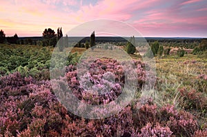 Pink heather flowers on hills at sunset