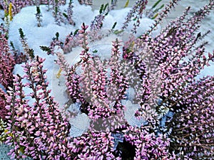 Pink heather flowers sprouting between snow and ice in the mountains