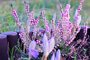 Pink Heather and Lilac Crocus in Garden