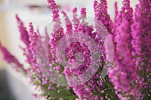 Pink heather shrubs - flowering in a pot