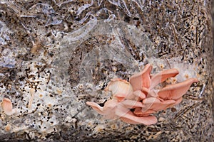 Pink heirloom oyster mushrooms Growing