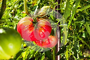 Pink heirloom tomato also called heritage tomato on the bush. Natural, homegrown tomatoes in vegetable garden