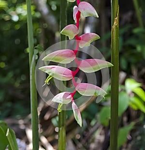 Pink Heliconia