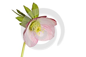 Pink hellebore flower