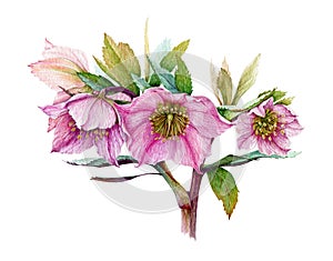 Pink hellebore flower in the full bloom with green leaves watercolor illustration. Beautiful winter and spring blooming helleborus