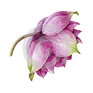 Pink hellebore flower in the full bloom watercolor illustration. Spring and winter blooming tender helleborus flower