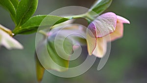 Pink Hellebore flower, Helleborus niger