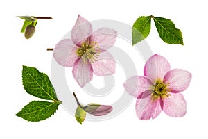 Pink hellebore flowers, buds and leaves background