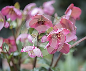 Pink Hellebore flowers in the rain