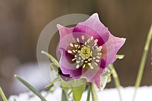 Pink Hellebore (Helleborus niger) or Christmas Rose flowers in their natural habitat