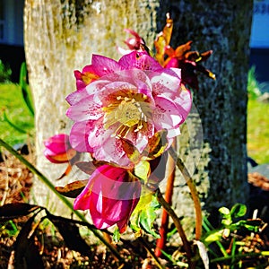 Pink Hellebores