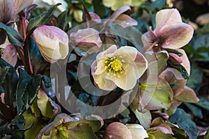 Pink hellebores growing in garden with raindrops