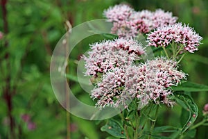 Pink hemp agrimony flowers in close up