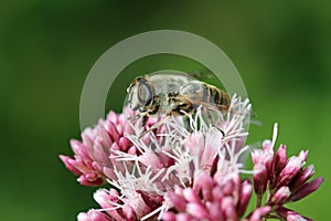 Pink hemp agrimony flowers with a hoverfly in close up