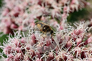 Pink hemp agrimony flowers with a hoverfly in close up