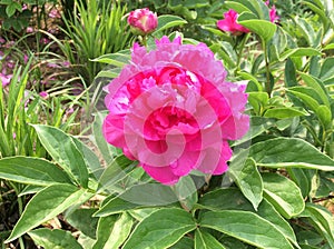 Pink Herbaceous Peony Flower Under Sunshine in China National Flower Garden in Luoyang City