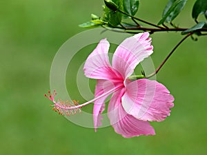 Pink hibicus