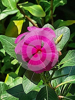 The pink hibicus flower blooming in the sunny day