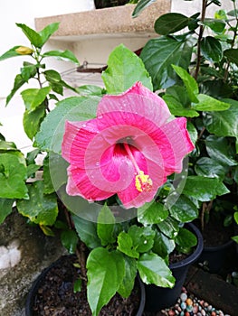 Pink hibiscus