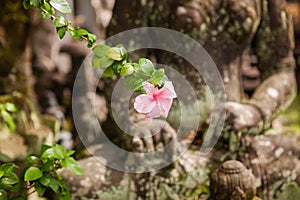 Pink hibiscus