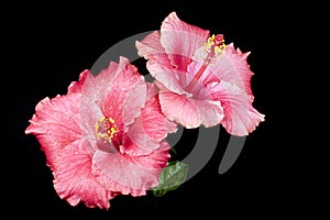 Pink Hibiscus