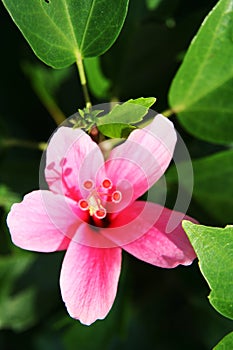 Pink hibiscus