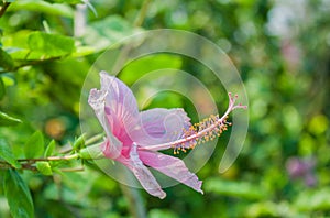 Pink hibiscus