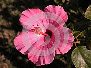 Pink Hibiscus