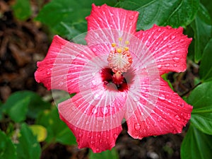 Pink Hibiscus in Bloom