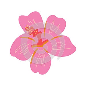 Pink hibiscus bud vector clipart