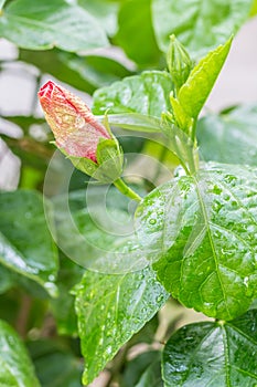 Pink hibiscus bud.