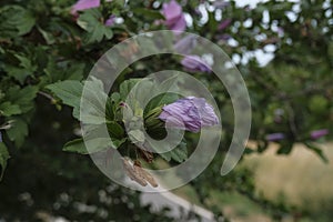 Pink hibiscus bush with flowers closeup across green branches and leaves. Macro. Floral natural background