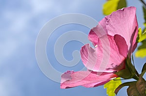 Pink Hibiscus flower