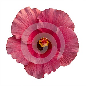 Pink hibiscus flower