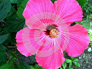 Pink Hibiscus flower