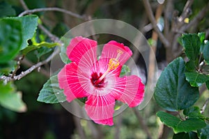 Pink Hibiscus Flower around Green Leaves and Bush