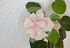 Pink hibiscus flower