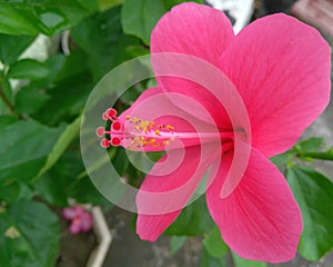 Pink hibiscus flower blooming in branch of green leaves plant growing in garden, nature photography, closeup of pollens