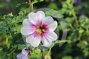 Pink Hibiscus Flower on a Bush