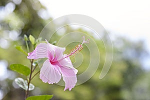 Pink hibiscus flower, chinese rose or chaba flower bloom with sunlight in the garden photo