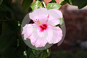 Pink Hibiscus Flower