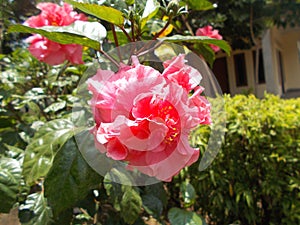 Pink hibiscus flower close ups