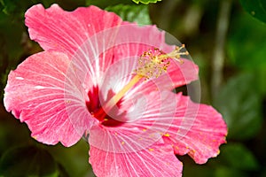 Pink hibiscus flower closeup