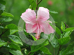 Pink hibiscus flower